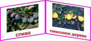 Демонстрационный материал «Плодовые деревья»